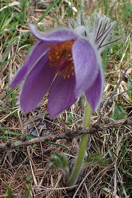 Pulsatilla halleri \ Hallers Kuhschelle / Haller's Pasque-Flower, F Col de Gleize 29.4.2023
