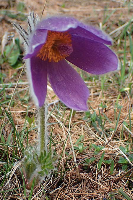 Pulsatilla halleri \ Hallers Kuhschelle / Haller's Pasque-Flower, F Col de Gleize 29.4.2023