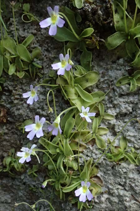 Pinguicula hirtiflora \ Behaartes Fettkraut / Hairy Butterwort, F Tende 18.5.2026