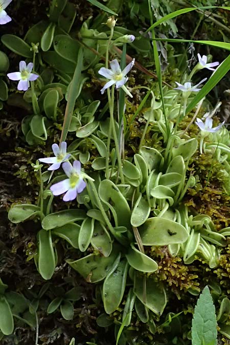 Pinguicula hirtiflora \ Behaartes Fettkraut / Hairy Butterwort, F Tende 18.5.2026