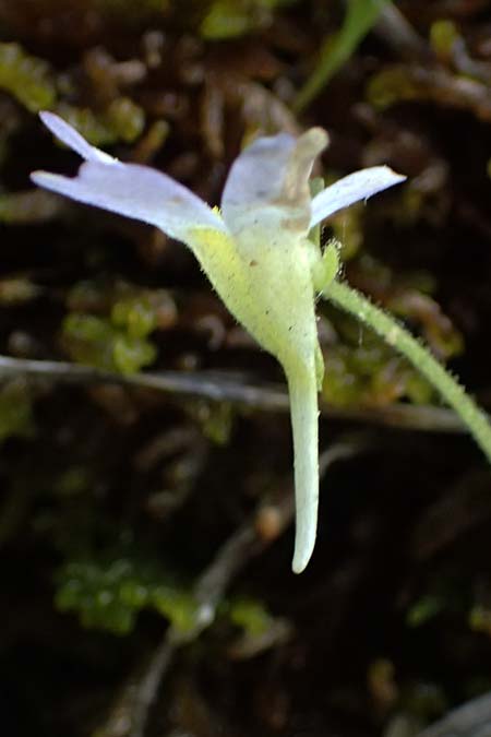Pinguicula hirtiflora \ Behaartes Fettkraut / Hairy Butterwort, F Tende 18.5.2026
