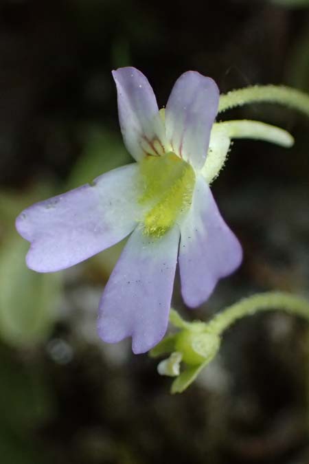 Pinguicula hirtiflora \ Behaartes Fettkraut / Hairy Butterwort, F Tende 18.5.2026