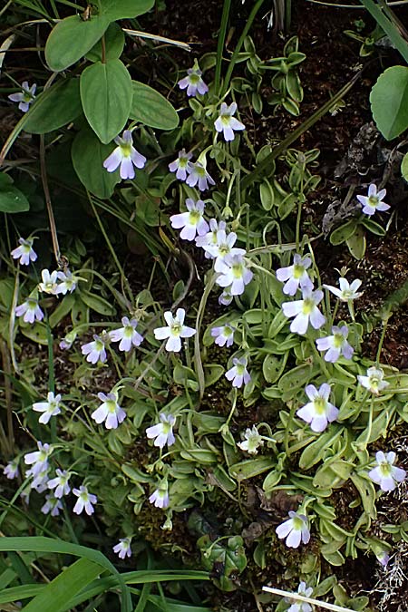 Pinguicula hirtiflora \ Behaartes Fettkraut / Hairy Butterwort, F Tende 18.5.2026