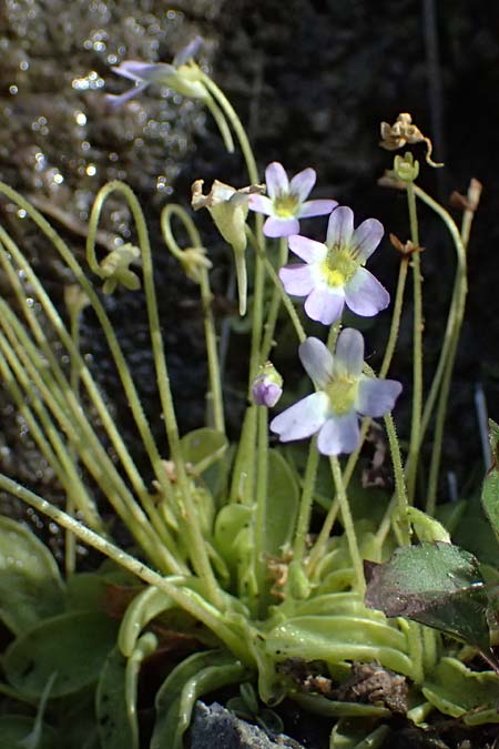 Pinguicula hirtiflora \ Behaartes Fettkraut / Hairy Butterwort, F Tende 18.5.2026