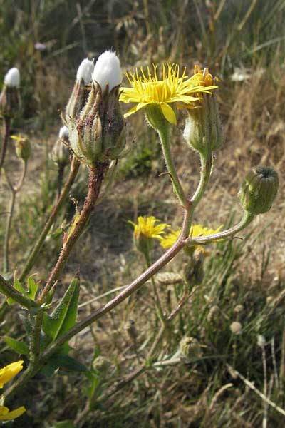 Crepis foetida \ Stink-Pippau / Stinking Hawk's-Beard, F Les Baux 10.6.2006