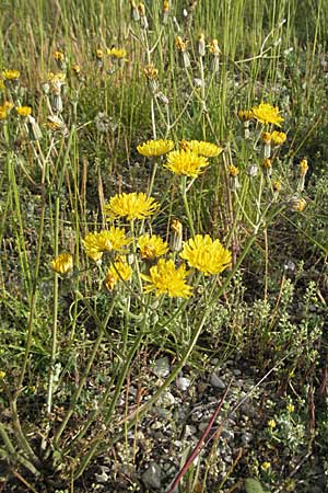 Crepis taraxicifolia \ Lwenzahnblttriger Pippau / Beaked Hawk's-Beard, F Serres 12.5.2007