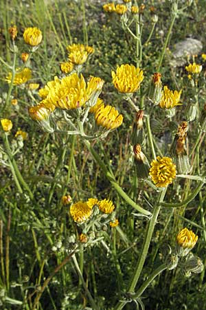 Crepis taraxicifolia \ Lwenzahnblttriger Pippau / Beaked Hawk's-Beard, F Serres 12.5.2007
