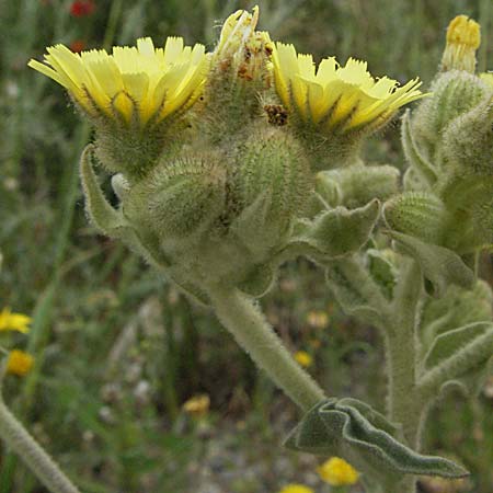 Andryala integrifolia \ Ganzblttrige Andryale / Common Andryala, F Camargue 13.5.2007
