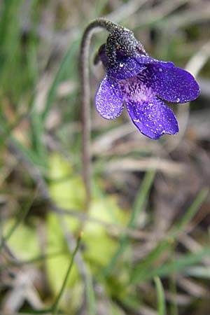 Pinguicula vulgaris \ Gemeines Fettkraut / Common Butterwort, F Pyrenäen/Pyrenees, Eyne 24.6.2008