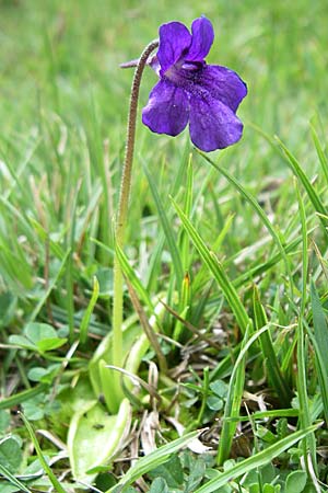 Pinguicula grandiflora \ Grobltiges Fettkraut / Large-flowered Butterwort, F Pyrenäen/Pyrenees, Eyne 25.6.2008