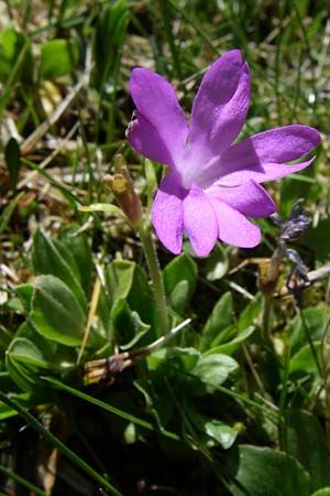 Primula integrifolia \ Ganzbl&auml;ttrige Primel / Entire-Leaved Primrose, F Pyren&auml;en/Pyrenees, Puymorens 26.6.2008