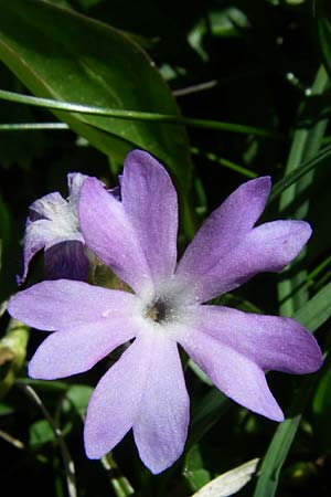 Primula integrifolia \ Ganzbl&auml;ttrige Primel / Entire-Leaved Primrose, F Pyren&auml;en/Pyrenees, Puymorens 26.6.2008