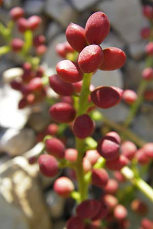 Pistacia terebinthus \ Terebinthe / Terebinth, F Saint-Guilhem-le-Desert 1.6.2009