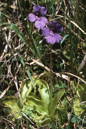 Pinguicula grandiflora \ Grobltiges Fettkraut / Large-flowered Butterwort, Andorra  4.7.1985