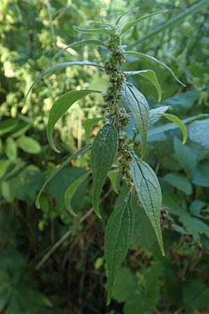 Parietaria officinalis \ Aufrechtes Glaskraut / Common Pellitory-of-the-Wall, F Beauchastel 21.7.2018