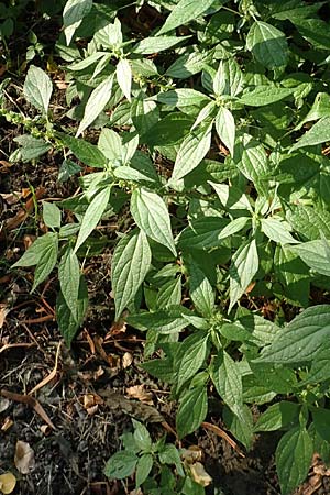 Parietaria officinalis \ Aufrechtes Glaskraut / Common Pellitory-of-the-Wall, F Beauchastel 21.7.2018
