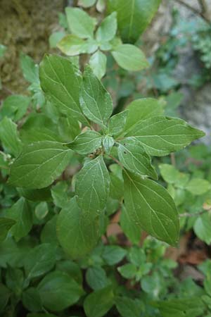Parietaria judaica \ stiges Glaskraut, Mauer-Glaskraut / Pellitory-of-the-Wall, F Pyrenäen/Pyrenees, Gorges de Galamus 23.7.2018