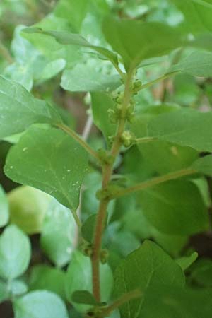 Parietaria judaica \ stiges Glaskraut, Mauer-Glaskraut / Pellitory-of-the-Wall, F Pyrenäen/Pyrenees, Gorges de Galamus 23.7.2018