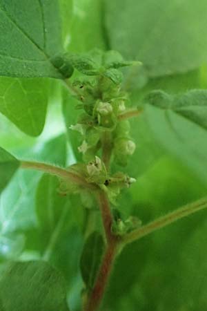 Parietaria judaica \ stiges Glaskraut, Mauer-Glaskraut / Pellitory-of-the-Wall, F Pyrenäen/Pyrenees, Gorges de Galamus 23.7.2018