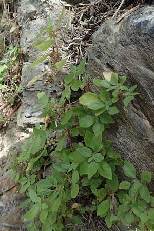 Parietaria judaica \ stiges Glaskraut, Mauer-Glaskraut / Pellitory-of-the-Wall, F Pyrenäen/Pyrenees, Evol 8.8.2018