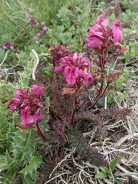Pedicularis kerneri \ B&uuml;ndner L�usekraut, Kerners L�usekraut / Kerner's Lousewort, F Col de la Bonette 8.7.2016