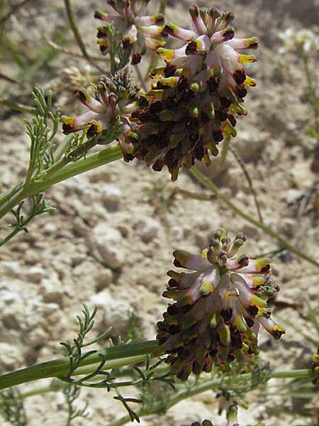 Platycapnos spicatus \ hriger Breitsporn / Spiked Platycapnos, F Lambesc 9.6.2006