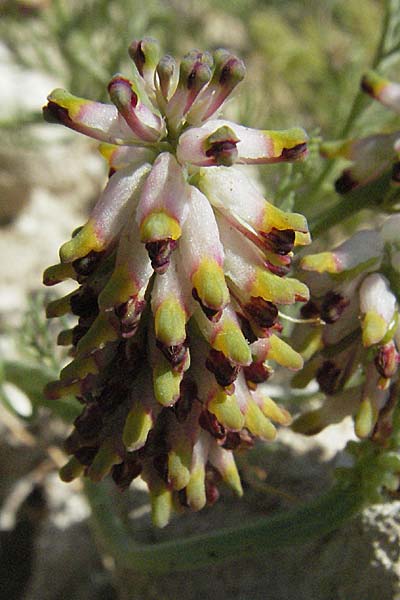 Platycapnos spicatus \ hriger Breitsporn / Spiked Platycapnos, F Lambesc 9.6.2006