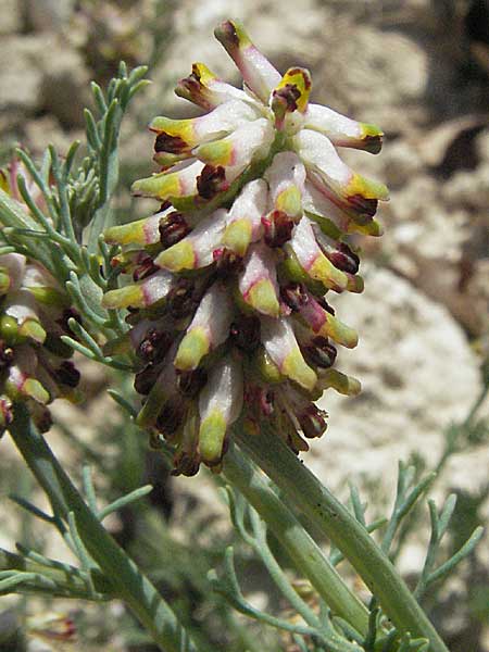 Platycapnos spicatus \ hriger Breitsporn / Spiked Platycapnos, F Lambesc 9.6.2006