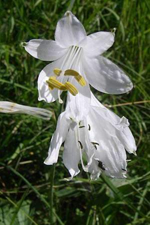 Paradisea liliastrum \ Wei&szlig;e Trichter-Lilie, Paradies-Lilie / St. Bruno's Lily, F Col Agnel 22.6.2008