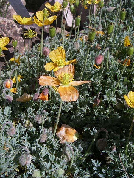 Papaver lapeyrouseanum \ Sierra-Nevada-Mohn / Sierra Nevada Poppy, F Col de Lautaret Botan. Gar.  28.6.2008