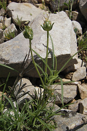 Plantago sempervirens \ Halbstrauchiger Wegerich / Shrubby Plantain, F Saint-Guilhem-le-Desert 1.6.2009