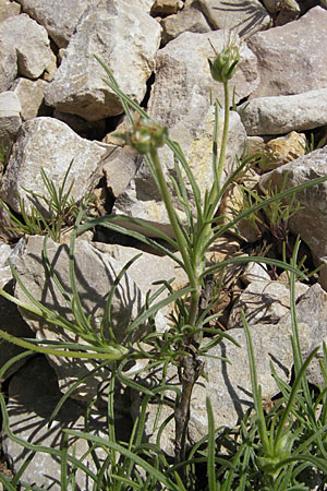 Plantago sempervirens \ Halbstrauchiger Wegerich / Shrubby Plantain, F Saint-Guilhem-le-Desert 1.6.2009