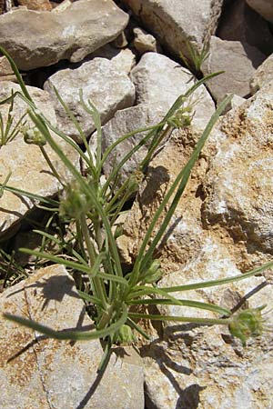 Plantago sempervirens \ Halbstrauchiger Wegerich / Shrubby Plantain, F Saint-Guilhem-le-Desert 1.6.2009