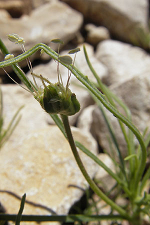 Plantago sempervirens \ Halbstrauchiger Wegerich / Shrubby Plantain, F Saint-Guilhem-le-Desert 1.6.2009