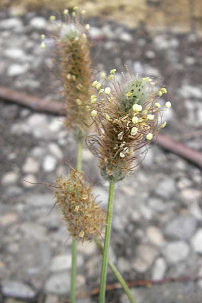 Plantago lagopus \ Hasenfu-Wegerich / Hare's Foot Plantain, F Sète 5.6.2009
