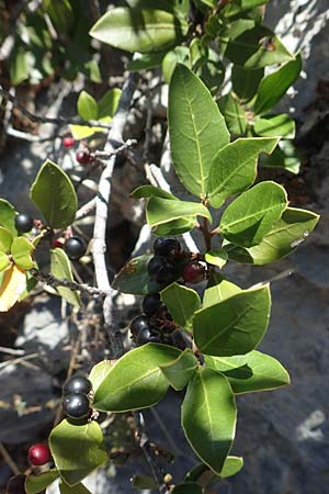 Phillyrea latifolia \ Breitblttrige Steinlinde / Broad-Leaved Phillyrea, F Pyrenäen/Pyrenees, Gorges de Galamus 23.7.2018
