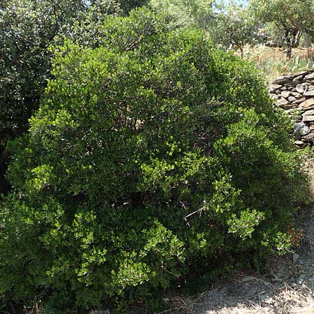 Phillyrea latifolia \ Breitblttrige Steinlinde / Broad-Leaved Phillyrea, F Pyrenäen/Pyrenees, Prioré Serabona 25.7.2018