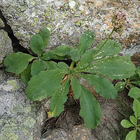Primula latifolia \ Breitbl&auml;ttrige Primel / Viscid Primrose, F Pyren&auml;en/Pyrenees, Col de Mantet 28.7.2018