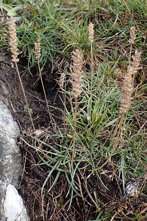 Plantago alpina \ Alpen-Wegerich / Alpine Plantain, F Bonneval-sur-Arc 6.10.2021