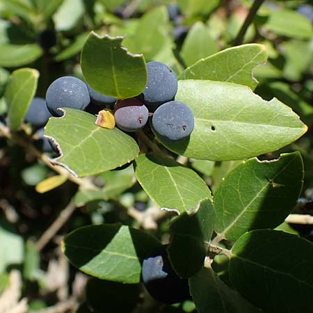 Phillyrea latifolia \ Breitblttrige Steinlinde / Broad-Leaved Phillyrea, F St.  Zacharie 8.10.2021