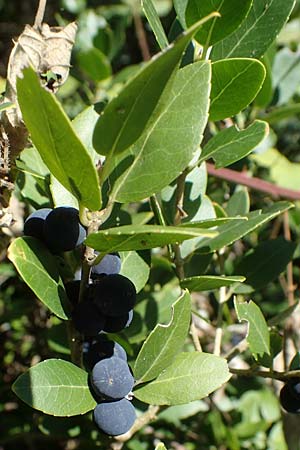 Phillyrea latifolia \ Breitblttrige Steinlinde / Broad-Leaved Phillyrea, F St.  Zacharie 8.10.2021