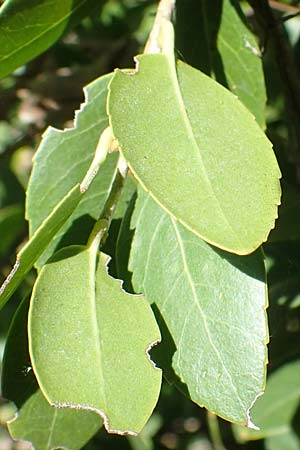 Phillyrea latifolia \ Breitblttrige Steinlinde / Broad-Leaved Phillyrea, F St.  Zacharie 8.10.2021
