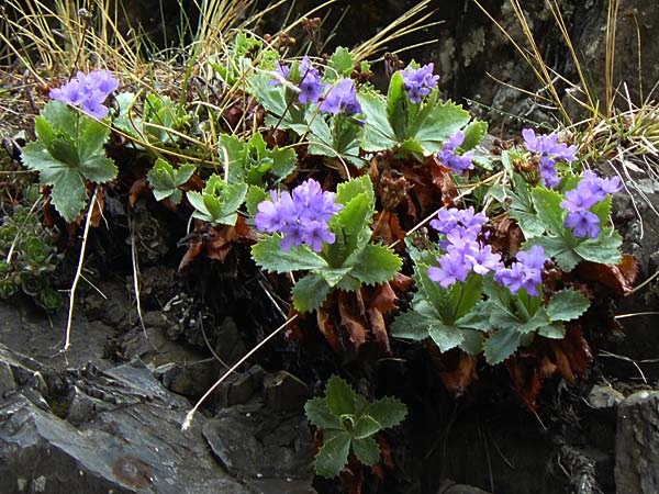 Primula marginata \ Gewelltrandige Primel / Marginate Primrose, F L'Authion 1.5.2023