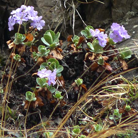 Primula marginata \ Gewelltrandige Primel / Marginate Primrose, F L'Authion 1.5.2023