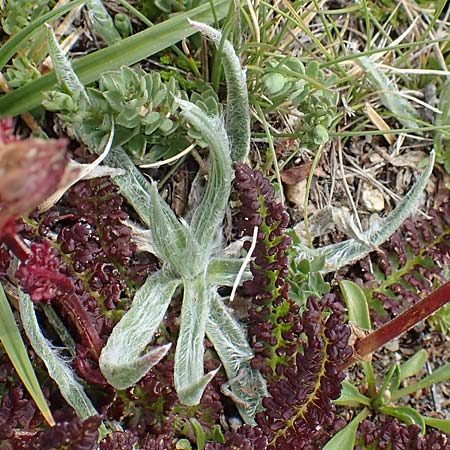 Plantago monosperma \ Einfrchtiger Wegerich / One-Fruited Plantain, F Pyrenäen/Pyrenees, Mont Llaret 31.7.2018