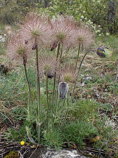 Pulsatilla montana subsp. montana \ Berg-Kuhschelle / Mountain Pasque-Flower, F Champcella 29.4.2023