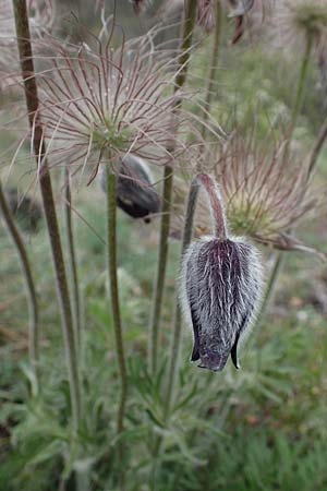 Pulsatilla montana subsp. montana \ Berg-Kuhschelle / Mountain Pasque-Flower, F Champcella 29.4.2023