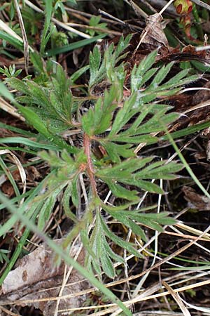 Pulsatilla montana subsp. montana \ Berg-Kuhschelle / Mountain Pasque-Flower, F Champcella 29.4.2023