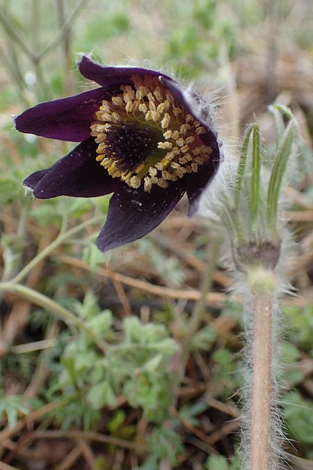 Pulsatilla montana subsp. montana \ Berg-Kuhschelle / Mountain Pasque-Flower, F Champcella 29.4.2023