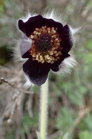 Pulsatilla montana subsp. montana \ Berg-Kuhschelle / Mountain Pasque-Flower, F Champcella 29.4.2023